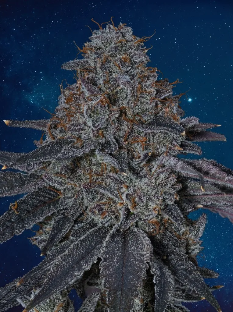 Premium cannabis bud