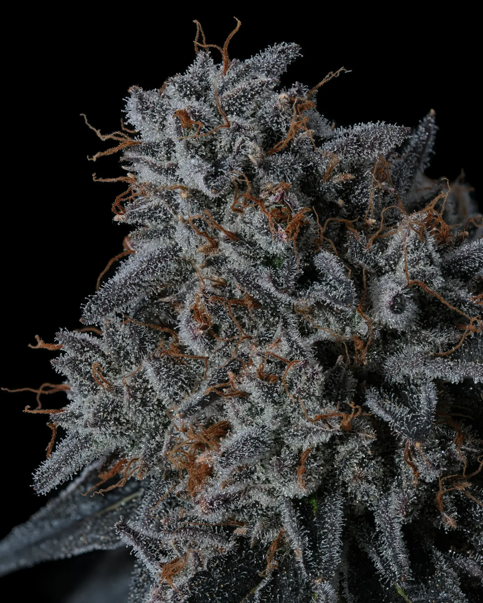 Fresh Maine cannabis flower harvest at Zero Gravity Cannabis cultivation facility